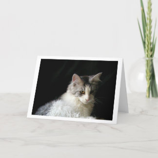 Cartão de bilhete de gatinho de Maine Coon