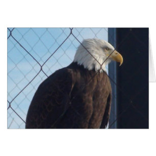 Cartão de Boas Festas da Águia Americana