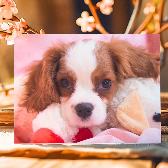 Cartão de Boas-Vindas de Cachorrinho Cavalier King (Criador carregado)