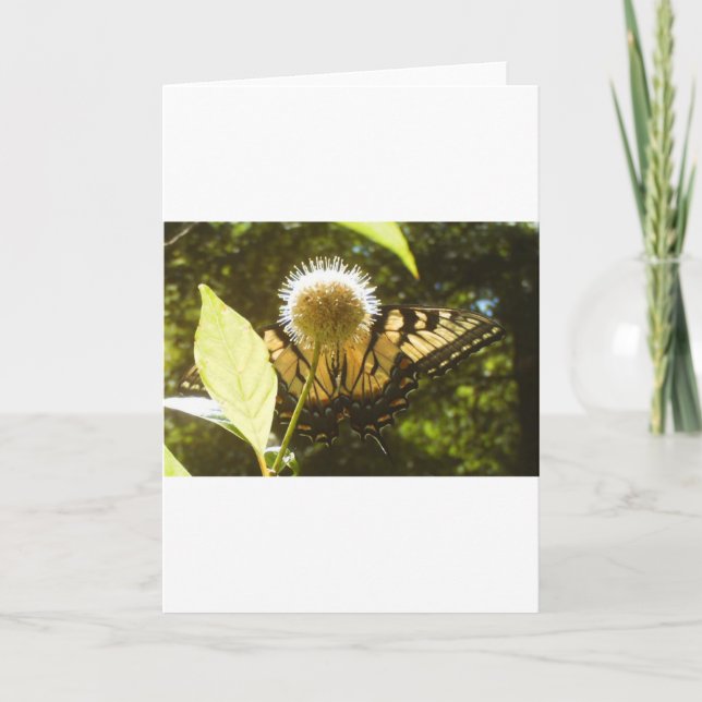 Cartão de Boas-vindas do Monarca de Junho (Frente)