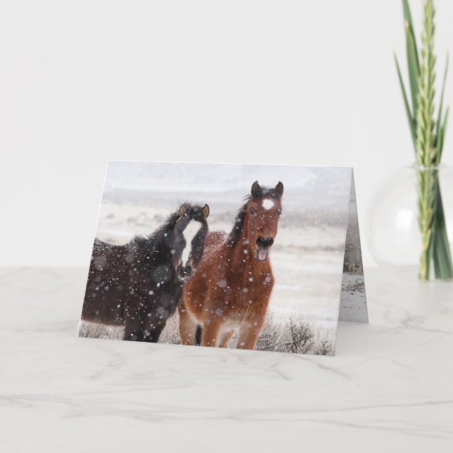 Cartão de Boas-Vindas Snow Colts (Frente)