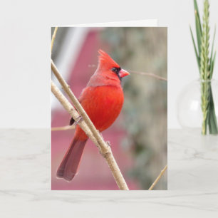 Cartão de Boas Vindas Vermelho Cardinal em Branco