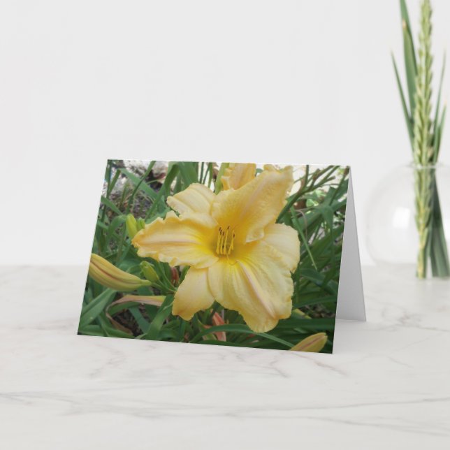 Cartão de Boas Vindas Yellow Lily Stella d'oro (Frente)