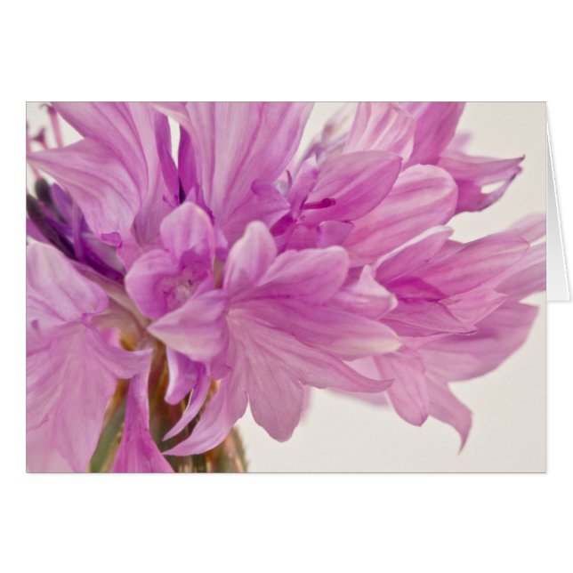 Cartão de Botão Batchelor (Frente Horizontal)