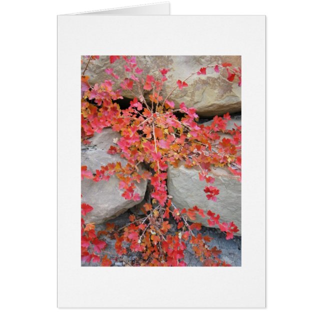 Cartão de Bush de Gooseberry (Frente)