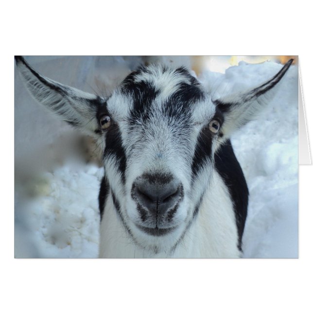 Cartão de cabra alpino (Frente horizontal)