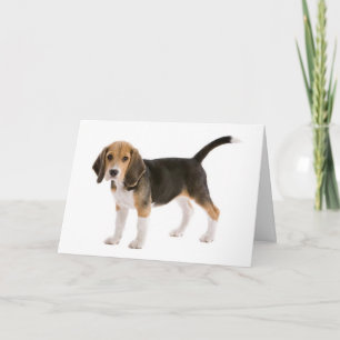 Cartão de Cachorro Beagle 'Pensando em Você'