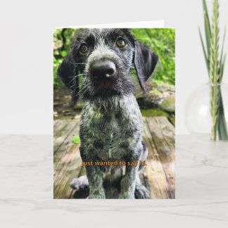 Cartão de Cachorro Pointer Alemão de Pelo Cabeludo