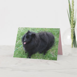 Cartão de cães Pomerânia pretos fofos Spitz alemãe