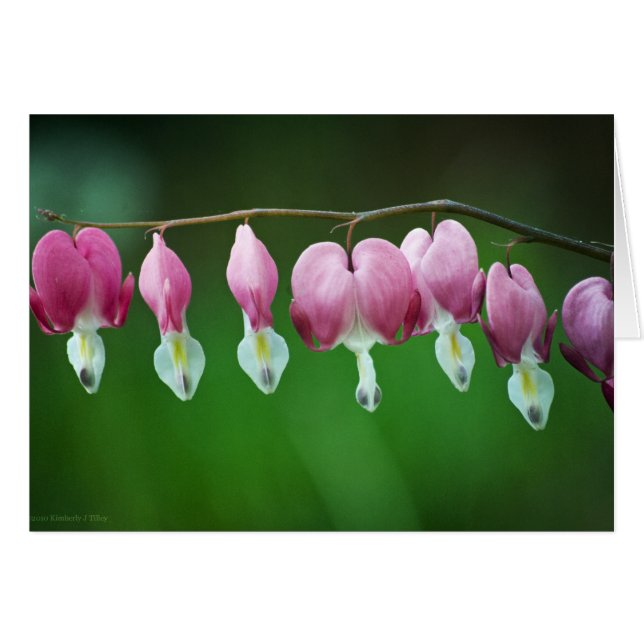 Cartão de Caracteres Rosa (Frente horizontal)