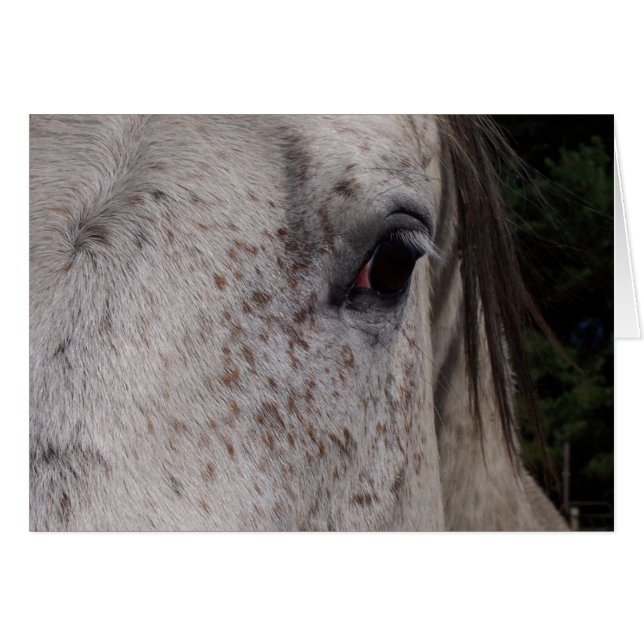 Cartão de Cavalo de cinza (Frente horizontal)