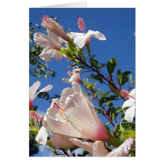 Cartão de Cena Hibiscus (Frente)