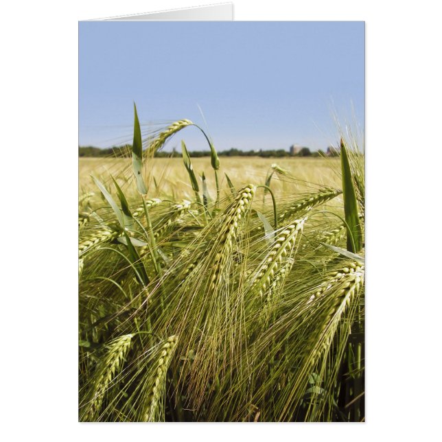 Cartão de Centeio (Frente)