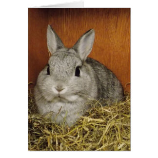 Cartão de coelho bonito