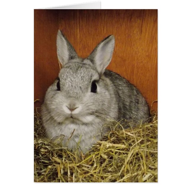 Cartão de coelho bonito (Frente)