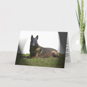 Cartão de condolências Malinois belga