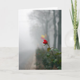 Cartão de condolências rosa vermelha