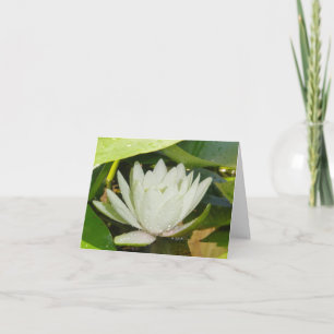 Cartão de condolências Waterlily Branco