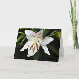 Cartão de condolências White Lily