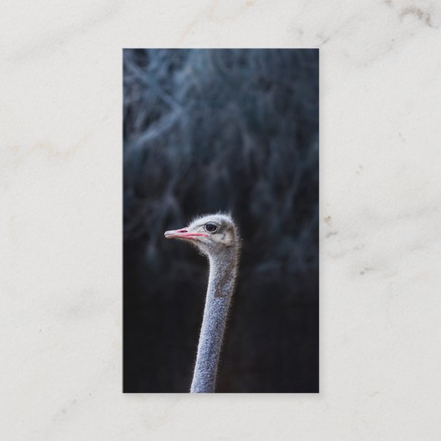 Cartão De Conselho Fotografia de Avestruz (Frente)