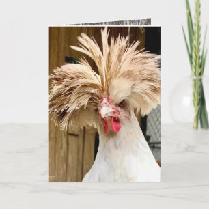 cartão de "coop hair" de frango polonês não se imp