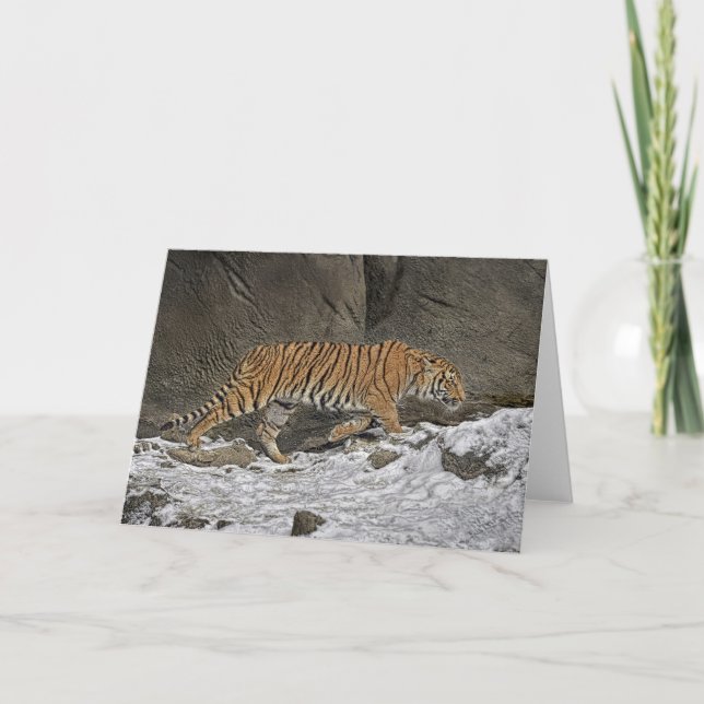Cartão de Cub do bebê de oito meses do tigre (Frente)