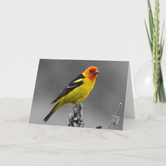 Cartão de cumprimentos americano das aves canoras