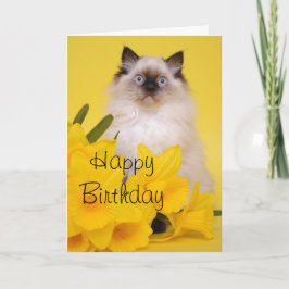 Cartão de cumprimentos do gatinho de Ragdoll