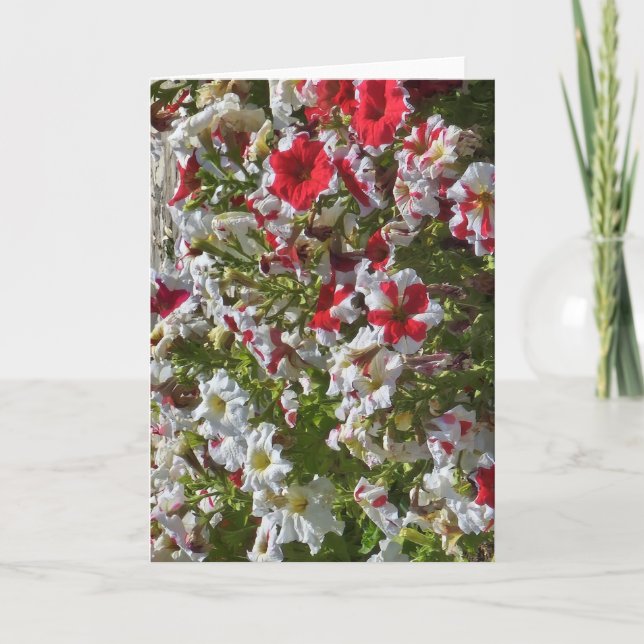 Cartão de cumprimentos em branco com flores vermel (Frente)