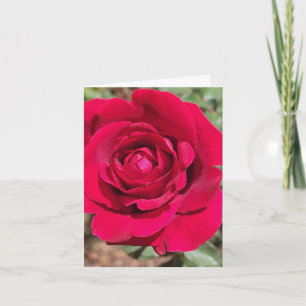 Cartão de Cumprimentos Personalizado Rosa Vermelha