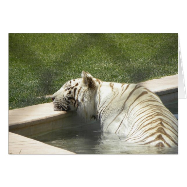 Cartão de descanso do tigre (Frente Horizontal)