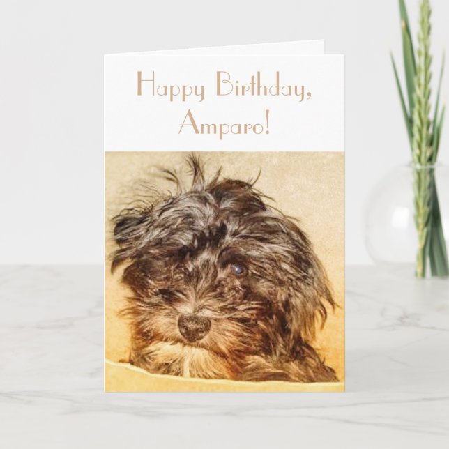Cartão de Dobra de Aniversário do Schnoodle (Frente)