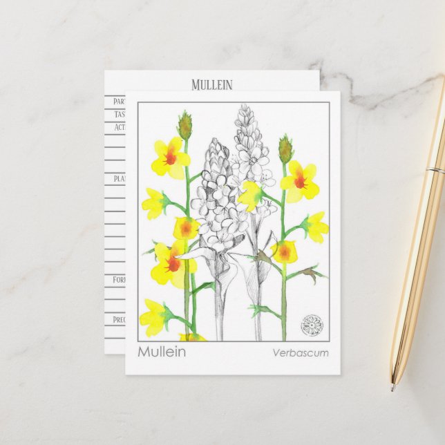 Cartão de Estudo de Herbo Medicinal Mullein Materi (Frente/Verso In Situ)