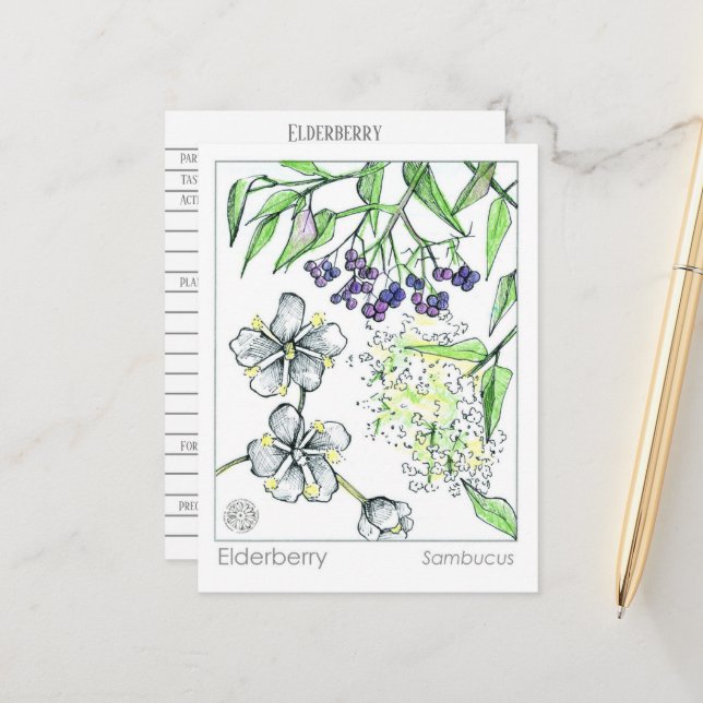Cartão de Estudo Herbal Materia Medica Elderberry (Frente/Verso In Situ)