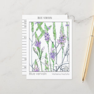 Cartão de Estudo Herbal Medica Matéria Vervain Azu