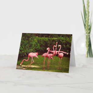 Cartão de Felicitações de Aniversário Flamingo