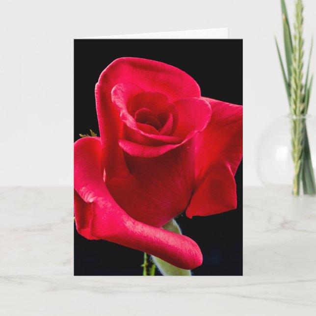 CARTÃO DE FELICITAÇÕES SYMPATHY ROSE (Frente)