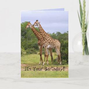 Cartão de Feliz Aniversário para Girafas