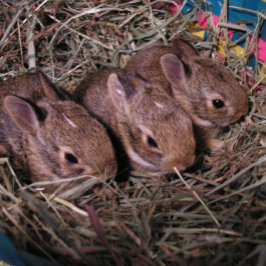 Cartão de Feriado "Três em Linha"
