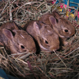 Cartão de Férias "Três em Fila"