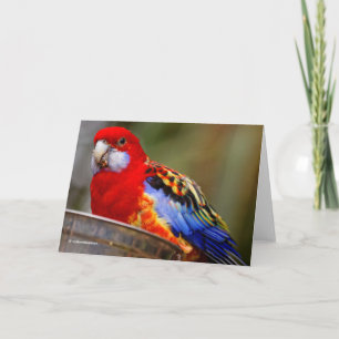 Cartão De Festividades A Cheeky and Colorful Eastern Rosella