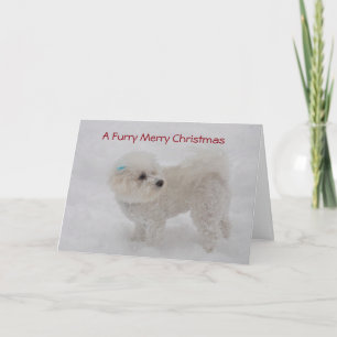 Cartão De Festividades "A Furry Merry Christmas" Bichon Card