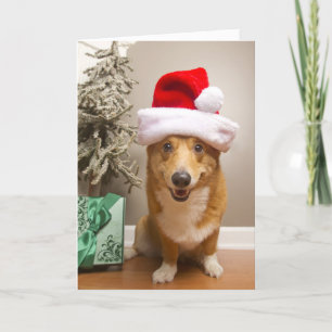 Cartão De Festividades A happy red and white Pembroke Welsh Corgi Dog