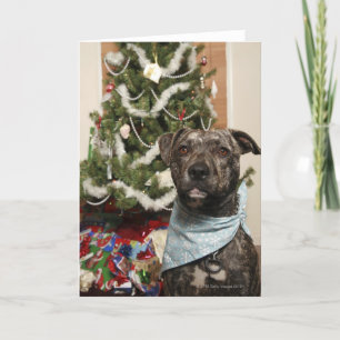 Cartão De Festividades A pit bull posing for a Christmas portrait.