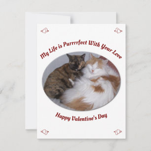 Cartão De Festividades Abraçando Gatos Vida Perfeita Feliz Dia dos Namora