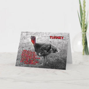 Cartão De Festividades Ação de Graças à Turquia Humor