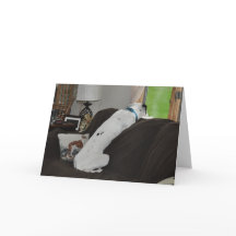 Aguardando Papais noeis