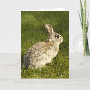 Cartão De Festividades Alert Buuny