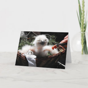 Cartão De Festividades Alimentando um pintinho de águia-coruja