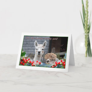 Cartão De Festividades Alpaca Christmas